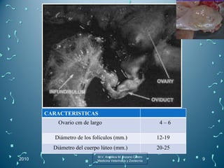 2010 M.V. Angélica M. Lozano Castro Medicina Veterinaria y Zootecnia CARACTERISTICAS  Ovario cm de largo  4 – 6 Diámetro de los folículos (mm.) 12-19 Diámetro del cuerpo lúteo (mm.)  20-25 