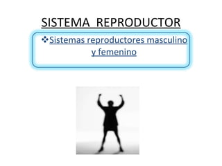 SISTEMA  REPRODUCTOR ,[object Object]
