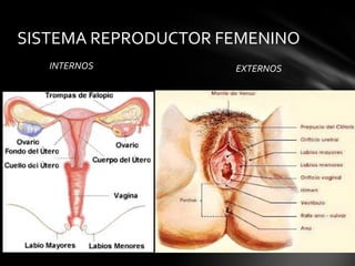 SISTEMA REPRODUCTOR FEMENINO
   INTERNOS          EXTERNOS
 