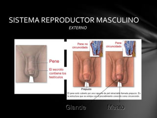 SISTEMA REPRODUCTOR MASCULINO
             EXTERNO
 