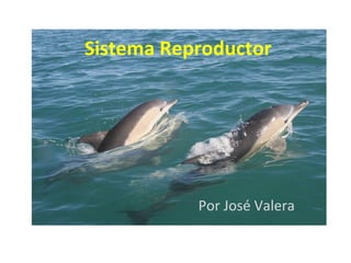 Sistema Reproductor

Por José Valera

 
