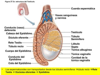 Figura 27.3a estructura del Testículo.

Cuerda espermática
Vasos sanguíneos
y nervios

Conducto (vaso)
deferente
Cabeza del Epidídimo

Testículo

Dúctulo eferente

Túbulo
Seminífero

Rete Testis

Lóbulo
Septo
Túnica albugínea

Túbulo recto
Cuerpo del Epidídimo
Conducto del
Epidídimo

Túnica vaginalis
Cavidad de la
túnica vaginalis

Cola del Epidídimo
•

Los espermatozoides son transportados desde los túbulos seminíferos túbulo recto Rete
Testis  Dúctulos eferentes  Epidídimo

 