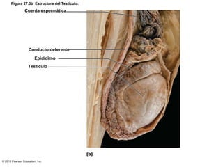 Figura 27.3b Estructura del Testículo.

Cuerda espermática

Conducto deferente
Epidídimo
Testículo

© 2013 Pearson Education, Inc.

 