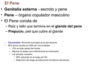 El Pene
• Genitalia externa - escroto y pene
• Pene – órgano copulador masculino
• El Pene consta de
– Raíz y tallo que termina en el glande del pene
– Prepucio, piel que cubre al glande
•
•

Circuncisión: Remoción quirúrgica de la piel del pene
60% de los nacidos en USA son circuncidados
– 15% en otras partes del mundo
– Algunos se quejan que médicamente es innecesario
– Los estudios muestran
• 60% reducción en el riesgo de VIH
• Reducción del riesgo de infecciones al Sistema reproductor

 