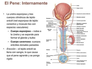 El Pene: Internamente

Uréter
Vejiga uninaria

•

La uretra esponjosa y tres
cuerpos cilíndricos de tejido
eréctil (red esponjosa de tejido
conectivo y músculo liso con
espacios vasculares)
– Cuerpo esponjoso – rodea a
la Uretra y se expande para
formar el glande y bulbo
– Cuerpo cavernoso -cuerpos
eréctiles dorsales pareados

•

Erección – el tejido eréctil se
llena con sangre, lo que causa
que el pene agrande y se ponga
rígido

Ampolla del conducto deferente
Glándula seminal

Próstata
Uretra prostática
Orificios del
conducto prostático
Parte intermedia
de la uretra
(Uretra membranosa)
Raíz del
pene

Conducto eyaculador
Glándula y conducto
Bulbo-Uretral
Diafragma Urogenital
Bulbo del pene
Crura del pene
Abertura del conducto del
Bulbo-Uretral
Conducto deferente
Cuerpos cavernosos
Epidídimo

Cuerpo del
pene

cuerpo esponjoso
Testículo
Sección de (a)
Uretra esponjosa

Glande

Prepucio
Orificio uretral externo

Vasos dorsales
y nervios

Cuerpos cavernosos
Uretra

piel
Arterias
profundas

Túnica albugínea de los
Cuerpos eréctiles
Cuerpo esponjoso

 