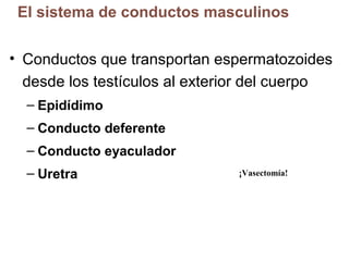 El sistema de conductos masculinos
• Conductos que transportan espermatozoides
desde los testículos al exterior del cuerpo
– Epidídimo
– Conducto deferente
– Conducto eyaculador
– Uretra

¡Vasectomía!

 