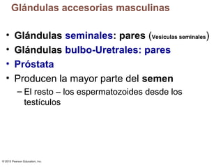 Glándulas accesorias masculinas
•
•
•
•

Glándulas seminales: pares (Vesículas seminales)
Glándulas bulbo-Uretrales: pares
Próstata
Producen la mayor parte del semen
– El resto – los espermatozoides desde los
testículos

© 2013 Pearson Education, Inc.

 