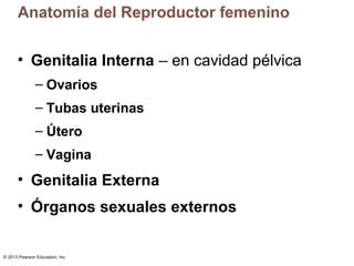 Anatomía del Reproductor femenino
• Genitalia Interna – en cavidad pélvica
– Ovarios
– Tubas uterinas
– Útero
– Vagina

• Genitalia Externa
• Órganos sexuales externos
© 2013 Pearson Education, Inc.

 