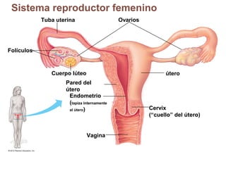 Sistema reproductor femenino
Figura 27.3A

Ovarios

Tuba uterina

Folículos

Cuerpo lúteo

útero

Pared del
útero
Endometrio
(tapiza Internamente
al útero)

Vagina

Cervix
(“cuello” del útero)

 