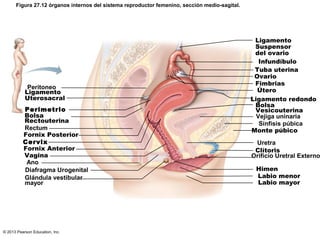 Figura 27.12 órganos internos del sistema reproductor femenino, sección medio-sagital.

Peritoneo
Ligamento
Uterosacral
Perimetrio
Bolsa
Rectouterina
Rectum
Fornix Posterior
Cervix
Fornix Anterior
Vagina
Ano
Diafragma Urogenital
Glándula vestibular
mayor

© 2013 Pearson Education, Inc.

Ligamento
Suspensor
del ovario
Infundíbulo
Tuba uterina
Ovario
Fimbrias
Útero
Ligamento redondo
Bolsa
Vesicouterina
Vejiga uninaria
Sínfisis púbica
Monte púbico

Uretra
Clítoris
Orificio Uretral Externo
Himen
Labio menor
Labio mayor

 