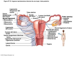 Figura 27.14 órganos reproductores internos de una mujer, vista posterior.

Ligamento
Suspensor del
ovario

Vasos
Sanguíneos
Del ovario
Broad ligament
• Mesosalpinx
• Mesovario
• Mesometrio
Ligamento
del ovario

Cuerpo del útero
Ureter
Vasos sanguíneos Uterinos
Istmo
Ligamento Uterosacral
Ligamento Cardinal
Lateral fornix
Cervix

© 2013 Pearson Education, Inc.

Tuba uterina
Fondo
Lumen (cavidad)
del útero
del útero
Ovario

Tuba uterina
• ampolla
• Istmo
• Infundíbulo
• Fimbria

Round ligament of útero
Pared del útero
• endometrio
• Miometrio
• Perimetrio
• Internal os
• Cervical canal
• External os

Vagina

 