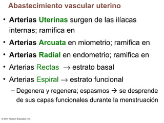 Abastecimiento vascular uterino
• Arterias Uterinas surgen de las ilíacas
internas; ramifica en
• Arterias Arcuata en miometrio; ramifica en
• Arterias Radial en endometrio; ramifica en
• Arterias Rectas → estrato basal
• Arterias Espiral → estrato funcional
– Degenera y regenera; espasmos  se desprende
de sus capas funcionales durante la menstruación
© 2013 Pearson Education, Inc.

 