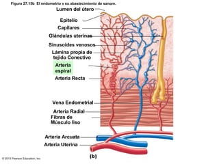 Figura 27.15b El endometrio y su abastecimiento de sangre.

Lumen del útero
Epitelio
Capilares
Glándulas uterinas
Sinusoides venosos
Lámina propia de
tejido Conectivo
Arteria
espiral
Arteria Recta

Vena Endometrial
Arteria Radial
Fibras de
Músculo liso
Arteria Arcuata
Arteria Uterina
© 2013 Pearson Education, Inc.

 