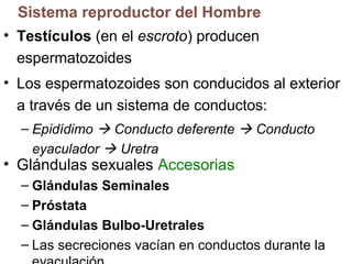 Sistema reproductor del Hombre
• Testículos (en el escroto) producen
espermatozoides
• Los espermatozoides son conducidos al exterior
a través de un sistema de conductos:
– Epidídimo  Conducto deferente  Conducto
eyaculador  Uretra

• Glándulas sexuales Accesorias

– Glándulas Seminales
– Próstata
– Glándulas Bulbo-Uretrales
– Las secreciones vacían en conductos durante la

 