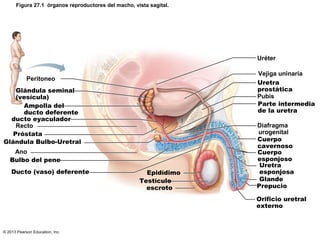 Figura 27.1 órganos reproductores del macho, vista sagital.

Uréter
Vejiga uninaria
Uretra
prostática
Pubis
Parte intermedia
de la uretra

Peritoneo
Glándula seminal
(vesícula)
Ampolla del
ducto deferente
ducto eyaculador
Recto
Próstata
Glándula Bulbo-Uretral
Ano
Bulbo del pene
Ducto (vaso) deferente

Epidídimo
Testículo
escroto

Diafragma
urogenital
Cuerpo
cavernoso
Cuerpo
esponjoso
Uretra
esponjosa
Glande
Prepucio
Orificio uretral
externo

© 2013 Pearson Education, Inc.

 