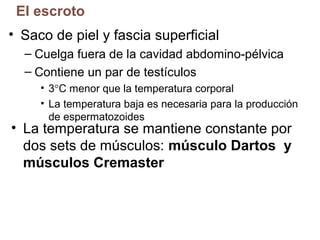 El escroto
• Saco de piel y fascia superficial
– Cuelga fuera de la cavidad abdomino-pélvica
– Contiene un par de testículos
• 3°C menor que la temperatura corporal
• La temperatura baja es necesaria para la producción
de espermatozoides

• La temperatura se mantiene constante por
dos sets de músculos: músculo Dartos y
músculos Cremaster

 