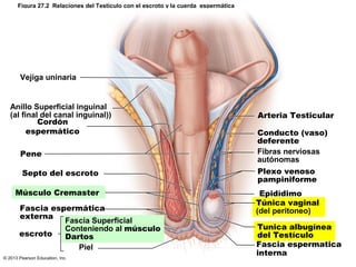 Figura 27.2 Relaciones del Testículo con el escroto y la cuerda espermática

Vejiga uninaria

Anillo Superficial inguinal
(al final del canal inguinal))
Cordón
espermático
Pene
Septo del escroto
Músculo Cremaster
Fascia espermática
externa
Fascia Superficial
Conteniendo al músculo
escroto
Dartos
Piel
© 2013 Pearson Education, Inc.

Arteria Testicular
Conducto (vaso)
deferente
Fibras nerviosas
autónomas
Plexo venoso
pampiniforme
Epidídimo
Túnica vaginal
(del peritoneo)
Tunica albugínea
del Testículo
Fascia espermatica
interna

 
