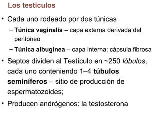 Los testículos
• Cada uno rodeado por dos túnicas
– Túnica vaginalis – capa externa derivada del
peritoneo
– Túnica albugínea – capa interna; cápsula fibrosa

• Septos dividen al Testículo en ~250 lóbulos,
cada uno conteniendo 1–4 túbulos
seminíferos – sitio de producción de
espermatozoides;
• Producen andrógenos: la testosterona

 