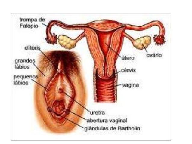 Sistema reproductor rim diagrama 