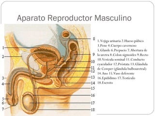 Aparato Reproductor Masculino
1.Vejiga urinaria 2.Hueso púbico
3.Pene 4.Cuerpo cavernoso
5.Glande 6.Prepucio 7.Abertura de
la uretra 8.Colon sigmoides 9.Recto
10.Vesícula seminal 11.Conducto
eyaculador 12.Próstata 13.Glándula
de Cowper (glándula bulbouretral)
14.Ano 15.Vaso deferente
16.Epidídimo 17.Testículo
18.Escroto
 
