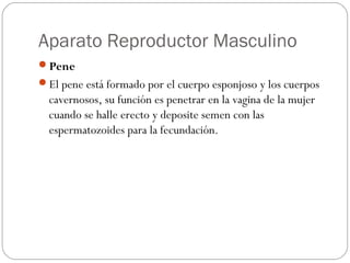 Aparato Reproductor Masculino
Pene
El pene está formado por el cuerpo esponjoso y los cuerpos
cavernosos, su función es penetrar en la vagina de la mujer
cuando se halle erecto y deposite semen con las
espermatozoides para la fecundación.
 
