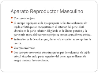 Aparato Reproductor Masculino
Cuerpo esponjoso
El cuerpo esponjoso es la más pequeña de las tres columnas de
tejido eréctil que se encuentran en el interior del pene. Está
ubicado en la parte inferior. El glande es la última porción y la
parte más ancha del cuerpo esponjoso; presenta una forma cónica.
Su función es la de evitar que, durante la erección se comprima la
uretra.
Cuerpo cavernoso
Los cuerpos cavernosos constituyen un par de columnas de tejido
eréctil situadas en la parte superior del pene, que se llenan de
sangre durante las erecciones.
 