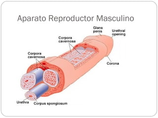 Aparato Reproductor Masculino
 