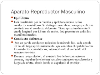 Aparato Reproductor Masculino
Epidídimo
Está constituido por la reunión y apelotonamiento de los
conductos seminíferos. Se distingue una cabeza, cuerpo y cola que
continúa con el conducto deferente. Tiene aproximadamente 5
cm de longitud por 12 mm de ancho. Está presente en todos los
mamíferos machos.
Conducto deferente
 Son un par de conductos rodeados de músculo liso, cada uno de
30 cm de largo aproximadamente, que conectan el epidídimo con
los conductos eyaculatorios, intermediando el recorrido del
semen entre éstos.
Durante la eyaculación, el músculo liso de los conductos se
contrae, impulsando el semen hacia los conductos eyaculatorios y
luego a la uretra, desde donde es expulsado al exterior.
 