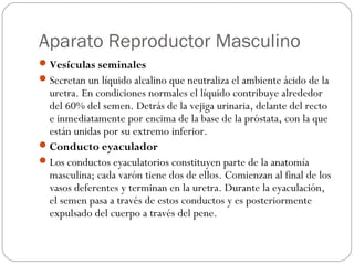 Aparato Reproductor Masculino
Vesículas seminales
Secretan un líquido alcalino que neutraliza el ambiente ácido de la
uretra. En condiciones normales el líquido contribuye alrededor
del 60% del semen. Detrás de la vejiga urinaria, delante del recto
e inmediatamente por encima de la base de la próstata, con la que
están unidas por su extremo inferior.
Conducto eyaculador
Los conductos eyaculatorios constituyen parte de la anatomía
masculina; cada varón tiene dos de ellos. Comienzan al final de los
vasos deferentes y terminan en la uretra. Durante la eyaculación,
el semen pasa a través de estos conductos y es posteriormente
expulsado del cuerpo a través del pene.
 