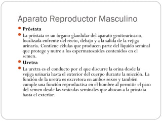 Aparato Reproductor Masculino
Próstata
La próstata es un órgano glandular del aparato genitourinario,
localizada enfrente del recto, debajo y a la salida de la vejiga
urinaria. Contiene células que producen parte del líquido seminal
que protege y nutre a los espermatozoides contenidos en el
semen.
Uretra
La uretra es el conducto por el que discurre la orina desde la
vejiga urinaria hasta el exterior del cuerpo durante la micción. La
función de la uretra es excretora en ambos sexos y también
cumple una función reproductiva en el hombre al permitir el paso
del semen desde las vesículas seminales que abocan a la próstata
hasta el exterior.
 