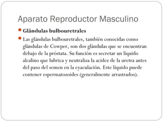 Aparato Reproductor Masculino
Glándulas bulbouretrales
Las glándulas bulbouretrales, también conocidas como
glándulas de Cowper, son dos glándulas que se encuentran
debajo de la próstata. Su función es secretar un líquido
alcalino que lubrica y neutraliza la acidez de la uretra antes
del paso del semen en la eyaculación. Este líquido puede
contener espermatozoides (generalmente arrastrados).
 