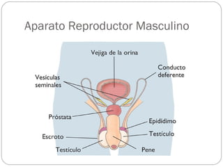Aparato Reproductor Masculino
 
