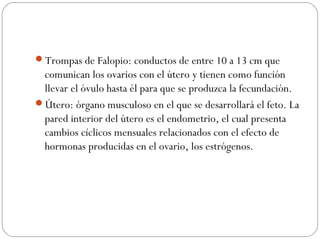 Trompas de Falopio: conductos de entre 10 a 13 cm que
comunican los ovarios con el útero y tienen como función
llevar el óvulo hasta él para que se produzca la fecundación.
Útero: órgano musculoso en el que se desarrollará el feto. La
pared interior del útero es el endometrio, el cual presenta
cambios cíclicos mensuales relacionados con el efecto de
hormonas producidas en el ovario, los estrógenos.
 