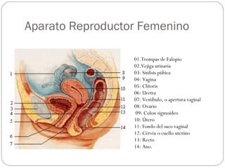 Aparato Reproductor Femenino
01.Trompas de Falopio
02.Vejiga urinaria
03: Sínfisis púbica
04: Vagina
05: Clítoris
06: Uretra
07: Vestíbulo, o apertura vaginal
08: Ovario
09: Colon sigmoideo
10: Útero
11: Fondo del saco vaginal
12: Cérvix o cuello uterino
13: Recto
14: Ano.
 