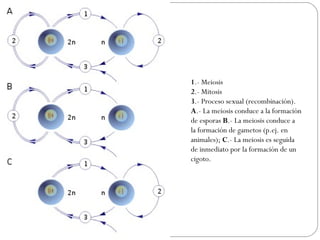1.- Meiosis
2.- Mitosis
3.- Proceso sexual (recombinación).
A.- La meiosis conduce a la formación
de esporas B.- La meiosis conduce a
la formación de gametos (p.ej. en
animales); C.- La meiosis es seguida
de inmediato por la formación de un
cigoto.
 