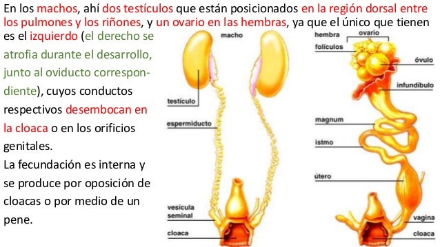 Sistema reproductor de las aves