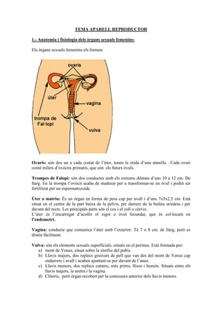 TEMA APARELL REPRODUCTOR
1.- Anatomia i fisiologia dels òrgans sexuals femenins:
Els òrgans sexuals femenins els formen
Ovaris: són dos un a cada costat de l’úter, tenen la mida d’una atmella . Cada ovari
conté milers d’ovòcits primaris, que són els futurs òvuls.
Trompes de Falopi: són dos conductes amb els extrems dilatats d’uns 10 a 12 cm. De
llarg. En la trompa l’ovòcit acaba de madurar per a transformar-se en òvul i podrà ser
fertilitzat per un espermatozoide.
Úter o matriu: És un òrgan en forma de pera cap per avall i d’uns 7x5x2,5 cm. Està
situat en el centre de la part baixa de la pelvis, per darrere de la bufeta urinària i per
davant del recte. Les principals parts són el cos i el coll o cèrvix.
L’úter és l’encarregat d’acollir el zigot o òvul fecundat, que és col·locarà en
l’endometri.
Vagina: conducte que comunica l’úter amb l’exterior. Té 7 o 8 cm. de llarg, però es
distén fàcilment.
Vulva: són els elements sexuals superficials, situats en el perineu. Està formada per:
a) mont de Venus, situat sobre la símfisi del pubis.
b) Llavis majors, dos replecs gruixuts de pell que van des del mont de Venus cap
endarrere i avall i acaben ajuntant-se per davant de l’anus.
c) Llavis menors, dos replecs cutanis, més prims, llisos i humits. Situats entre els
llavis majors, la uretra i la vagina.
d) Clítoris, petit òrgan recobert per la comissura anterior dels llavis menors.
 