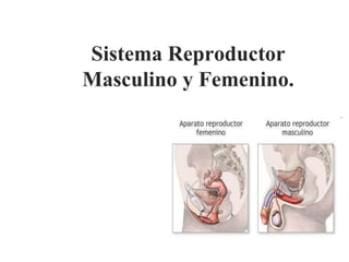 Sistema Reproductor
Masculino y Femenino.
ENFERMERÍA
UNO
 