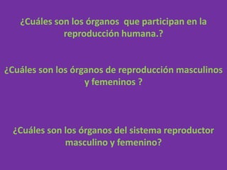 Sistema reproductor femenino
 