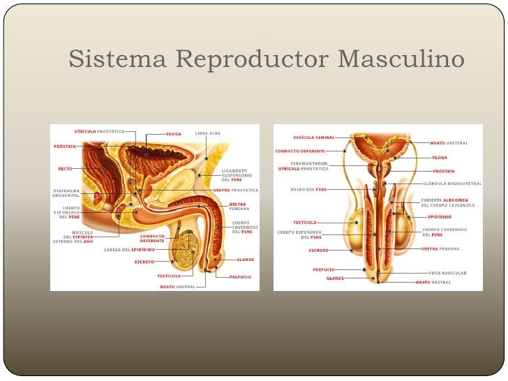 Sistema Reproductor Del Hombre Y La Mujer