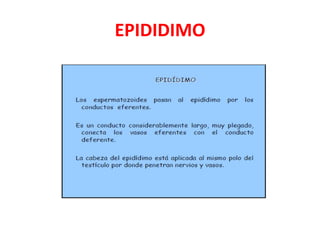EPIDIDIMO
 