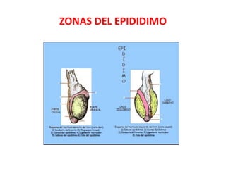 ZONAS DEL EPIDIDIMO
 