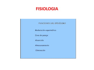 FISIOLOGIA
 