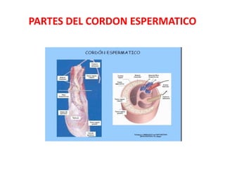 PARTES DEL CORDON ESPERMATICO
 