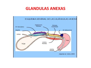 GLANDULAS ANEXAS
 