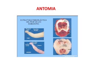 ANTOMIA
 