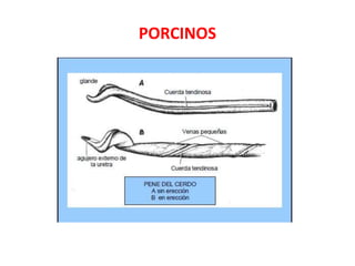 PORCINOS
 