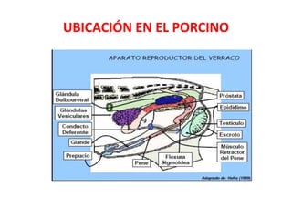 UBICACIÓN EN EL PORCINO
 