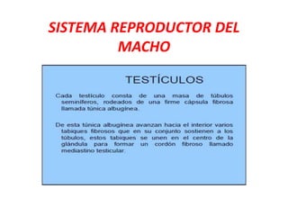 SISTEMA REPRODUCTOR DEL
MACHO
 