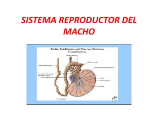 SISTEMA REPRODUCTOR DEL
MACHO
 